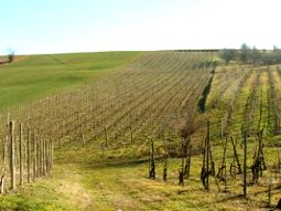 Cantina Terzoni a Castell'Arquato